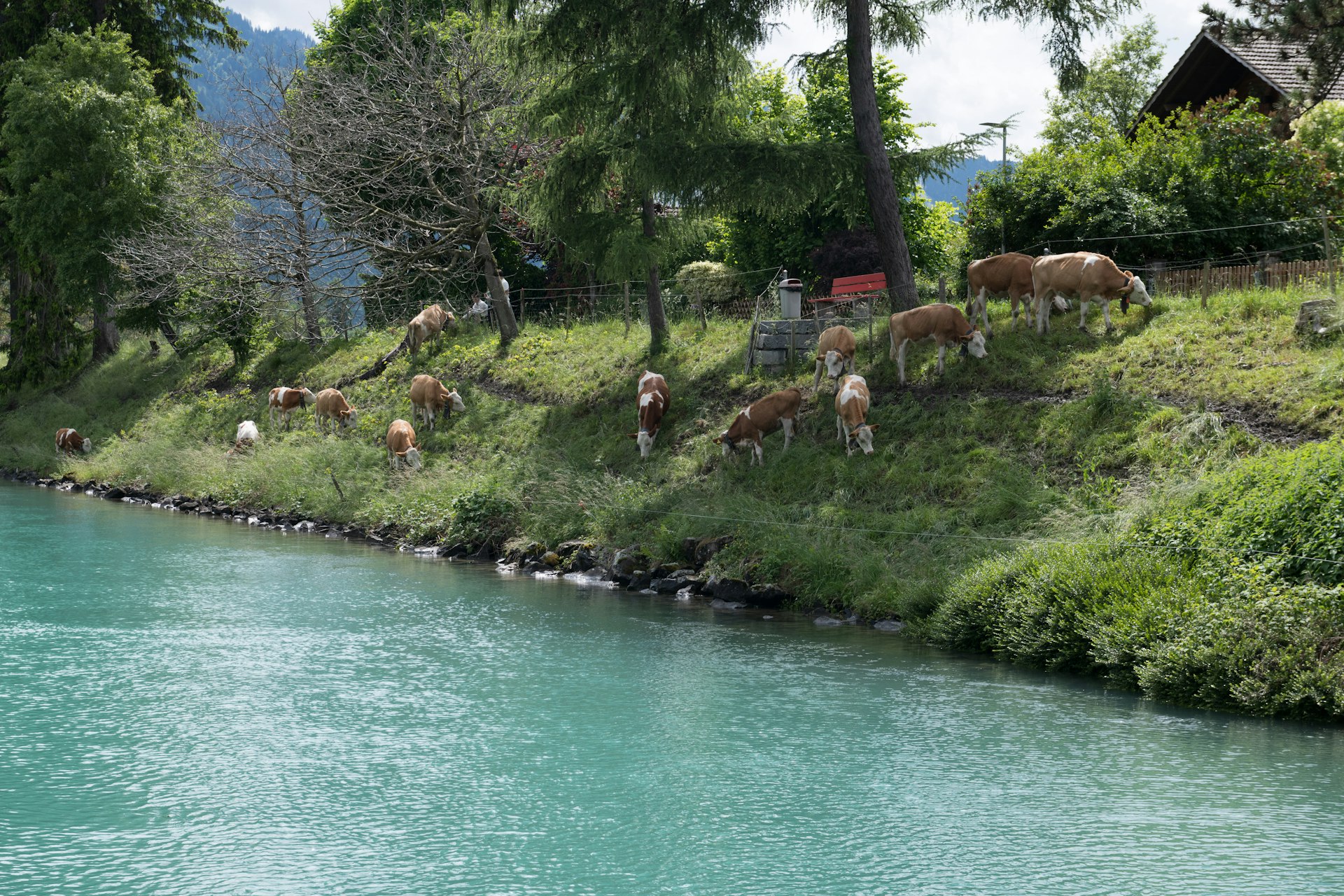 Weiland aan een rustige rivier